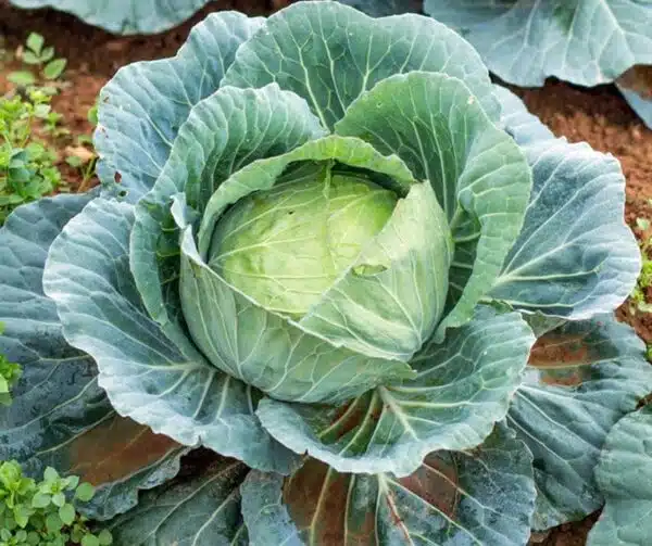 Палярная капуста (Brassica oleracea)