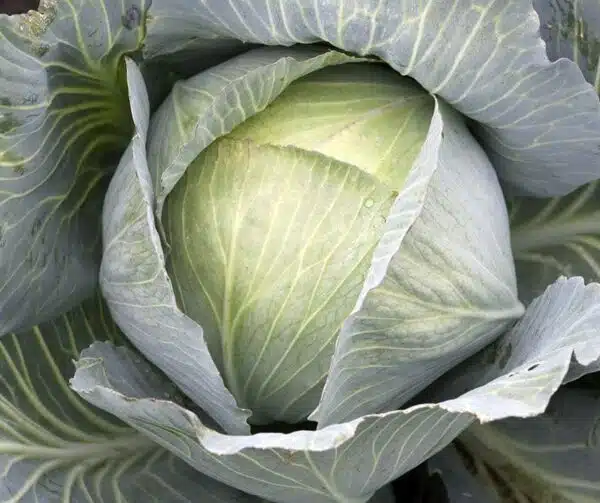 Brassica oleracea (White cabbage) Unikat F1