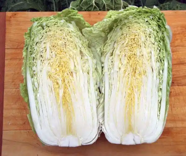 Brassica oleracea (Chinese cabbage) Concord F1