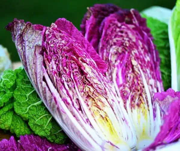 Brassica oleracea (Chinese cabbage) Scansie F1