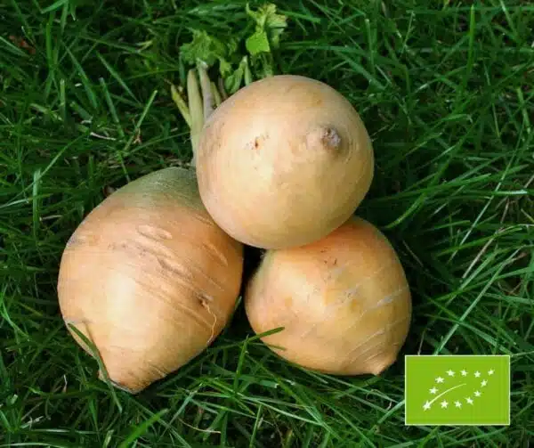 Brassica rapa ssp. рапа (Рэпа) Голдана БІЯ