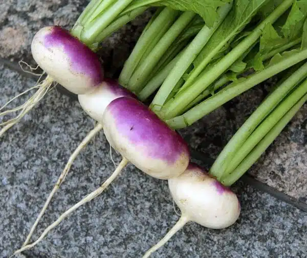 Brassica rapa ssp. rapa (Рэпа) Mailänder BIO - Малюнак 3