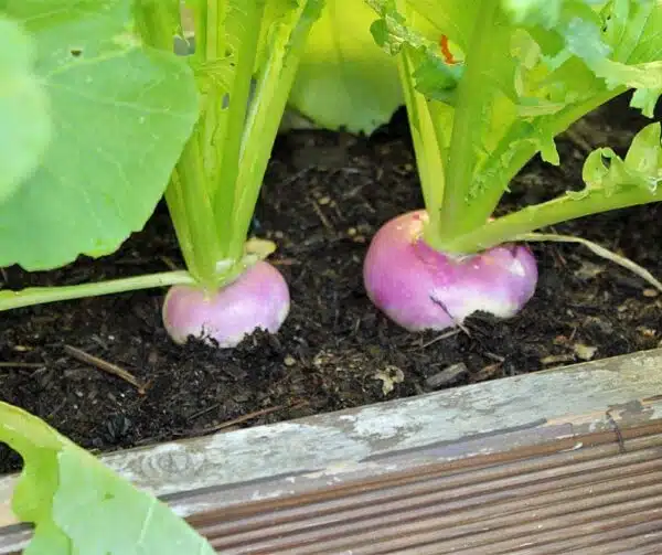 Brassica rapa ssp. rapa (Рэпа) Mailänder BIO - Малюнак 4