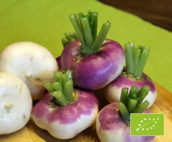 Brassica rapa ssp. рапа (Рэпа) Mailänder BIO