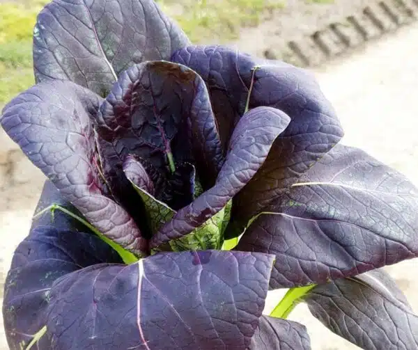 Brassica rapa ssp. chinensis (Pak Choi) Cardinal F1 - Afbeelding 2