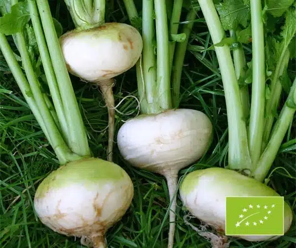Brassica rapa ssp. rapa (Рэпа) Белая плоская BIO