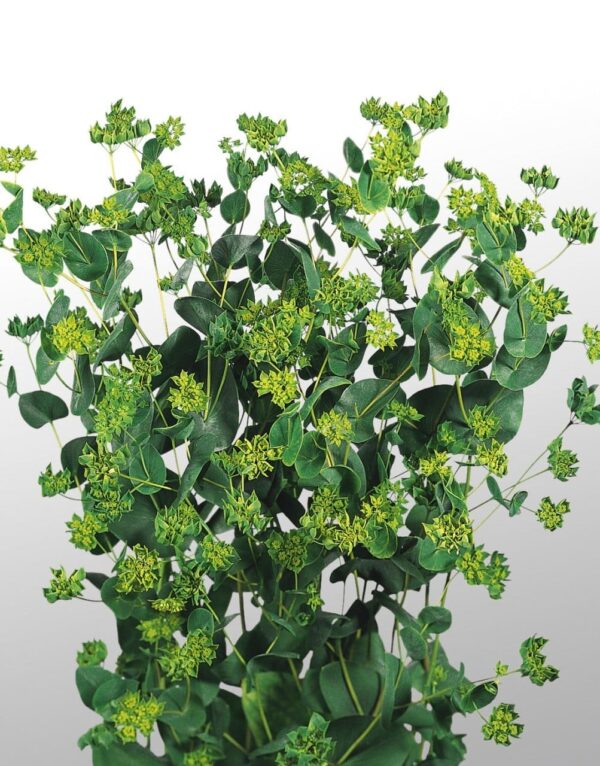 Bupleurum rotundifolium QIS® Griffitti