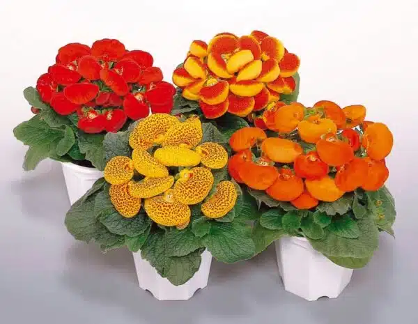 Calceolaria hybrida F1 Вытанчаная сумесь