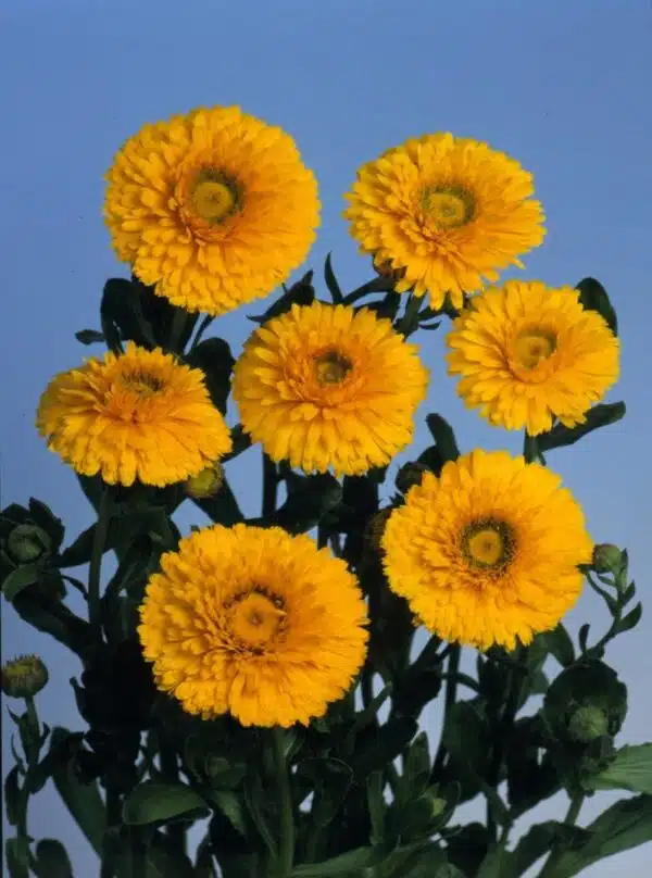 Calendula officinalis Greenheart Yellow - Immagine 2