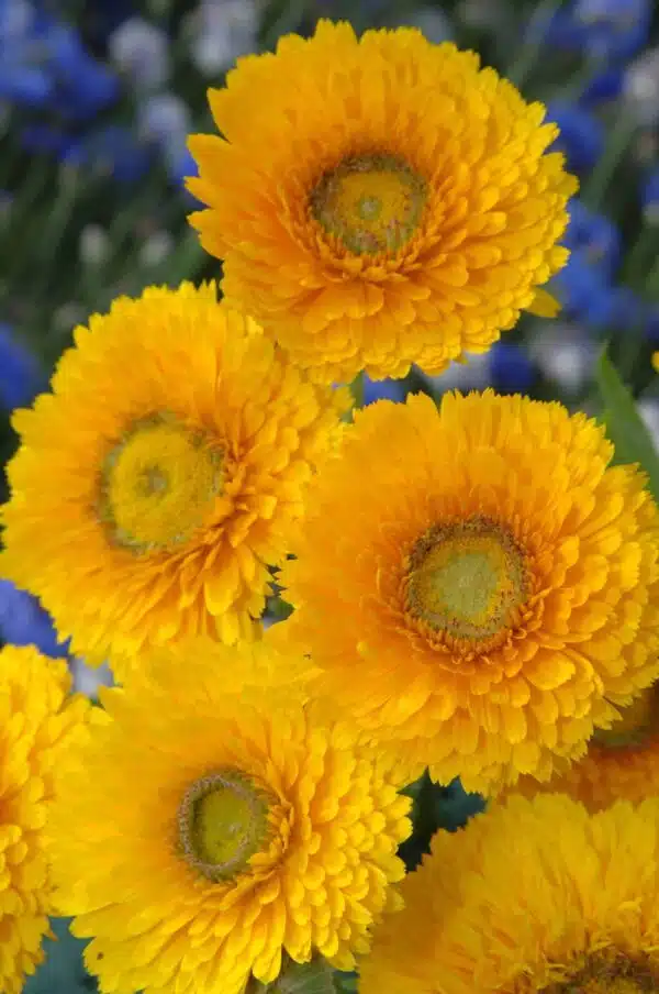 Calendula officinalis Greenheart Yellow