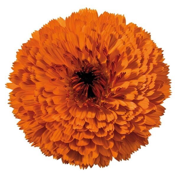 Календула лекавая (Calendula officinalis) - малюнак 2