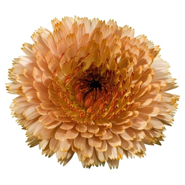 Calendula officinalis Röd aprikos (Buff) - Bild 2