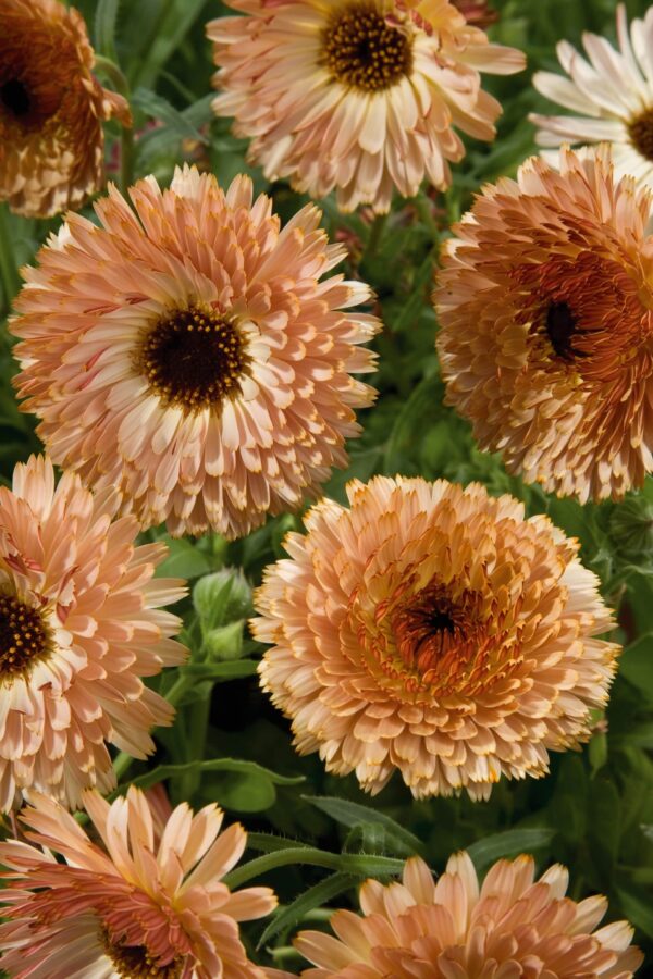 Calendula officinalis Röd aprikos (Buff)