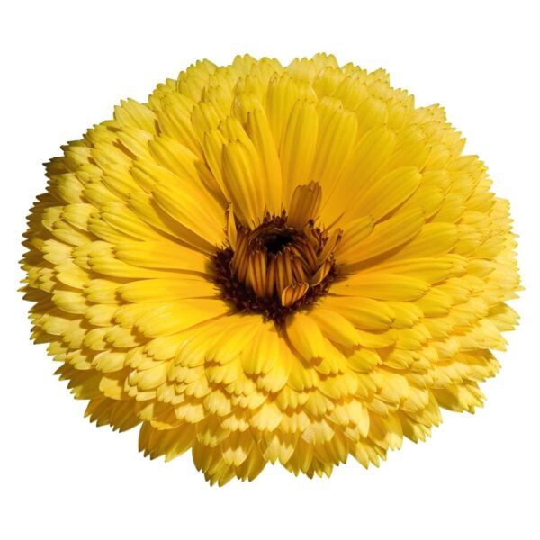 Calendula officinalis Touche de Rouge Jaune - Image 2