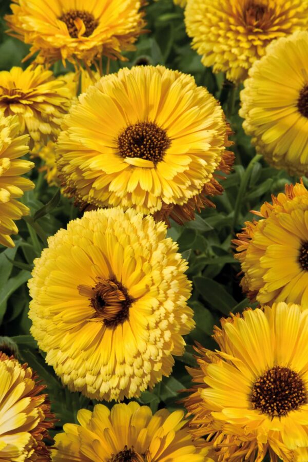 Calendula officinalis Touche de Rouge Jaune