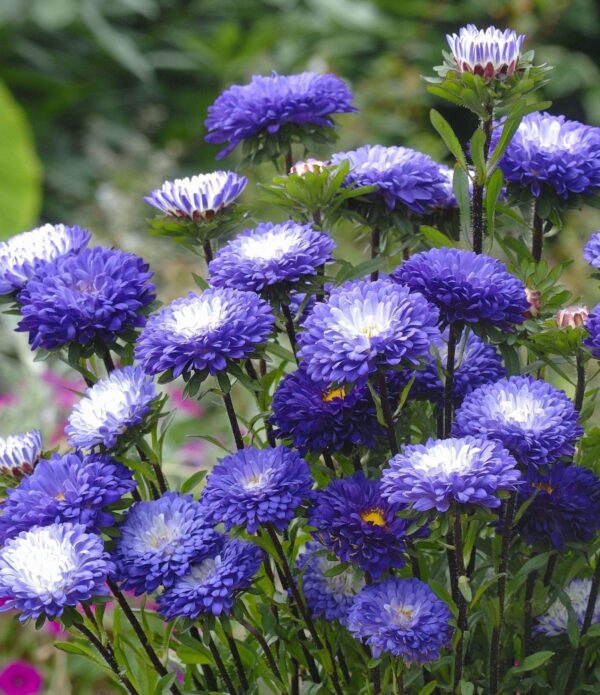 Callistephus chinensis (Aster) QIS® Matsumoto Blue tipped White