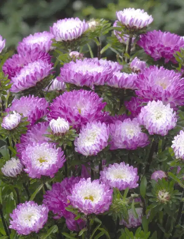 Callistephus chinensis (Aster) QIS® Matsumoto Punta rosada Blanca