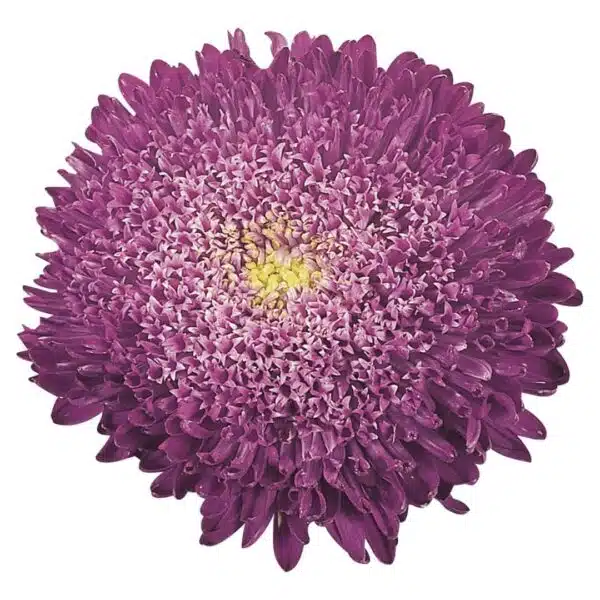 Callistephus chinensis (Aster) Princess Blue - Afbeelding 3