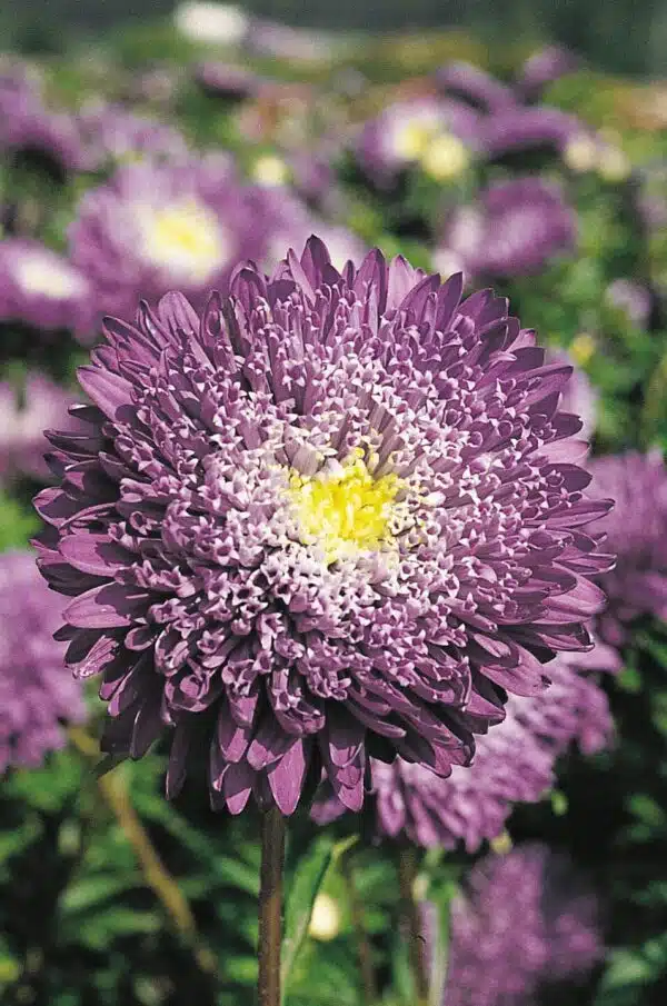 Callistephus chinensis (Aster) Princess Blue - Afbeelding 2