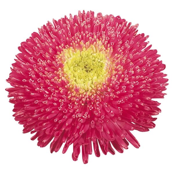 Callistephus chinensis (Aster) Princess Bright Rose - Afbeelding 3