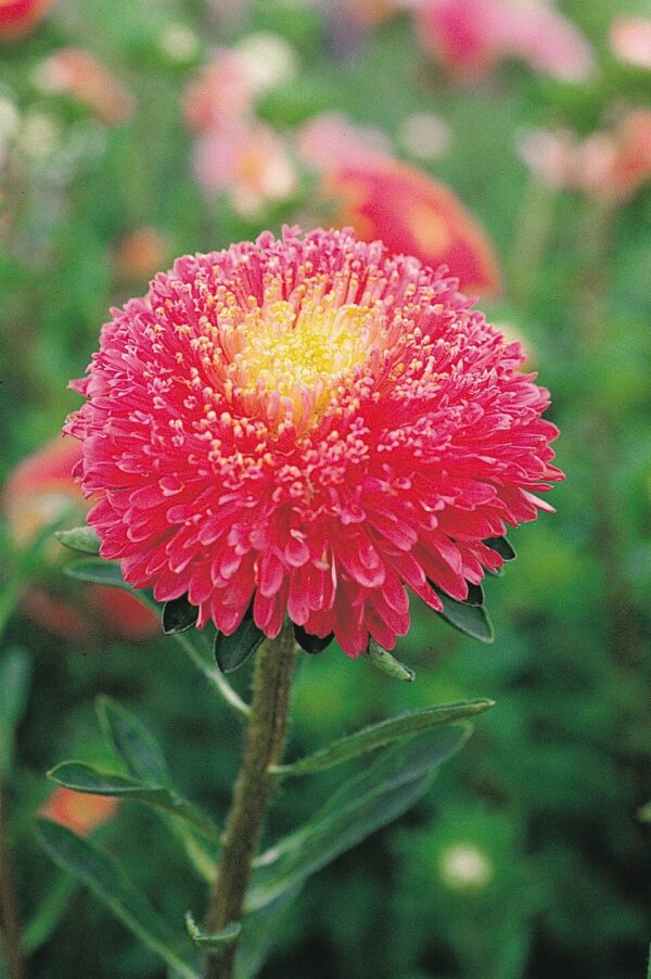 Callistephus chinensis (Aster) Princess Bright Red - Afbeelding 2