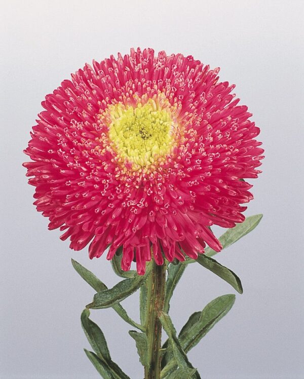 Callistephus chinensis (Aster) Princess Bright Rose
