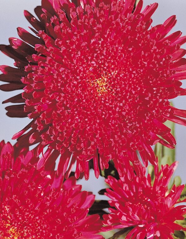 Callistephus chinensis (Aster) Princess Deep Red - Bild 2