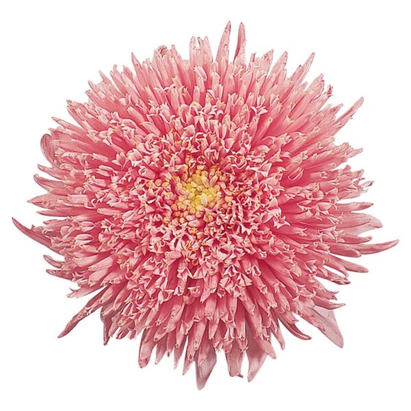 Callistephus chinensis (Астра) Прынцэса Салмона Ружа - Выява 3