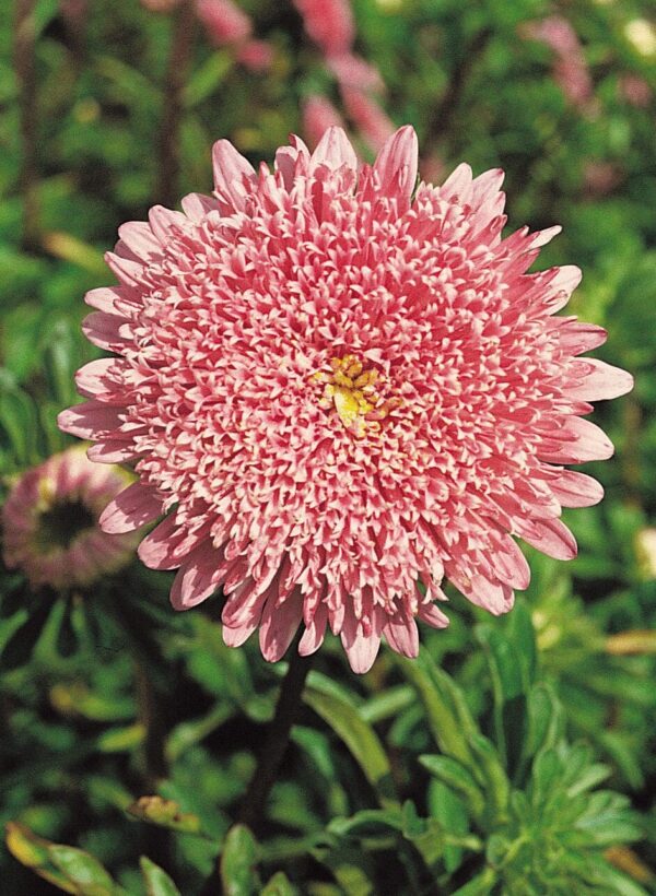 Callistephus chinensis (Астра) Прынцэса Салмона Ружа - Выява 2