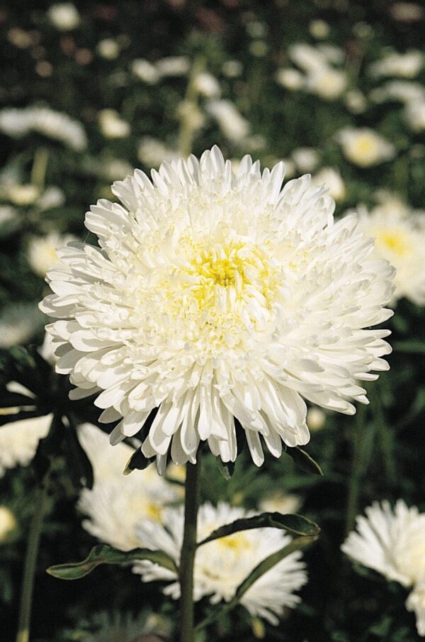 Callistephus chinensis (Астра) Прынцэса Белая - Выява 2