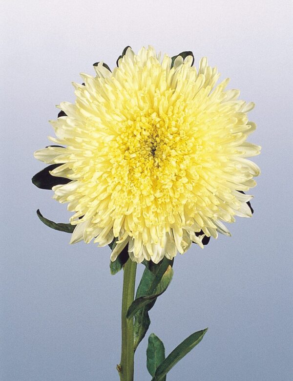 Callistephus chinensis (Aster) Princess Yellow