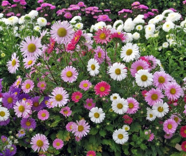 Callistephus chinensis (Aster) Madeleine mixture