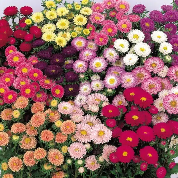 Callistephus chinensis (Aster) QIS® Matsumoto mixture BIO