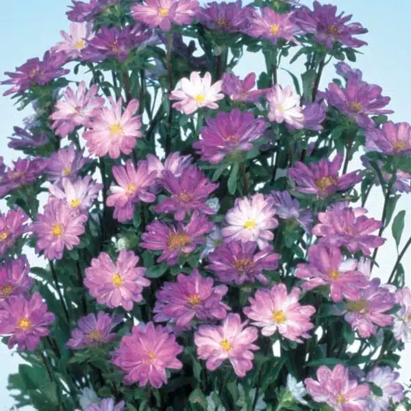 Callistephus chinensis (Aster) Serenade Blue tipped White - Afbeelding 2