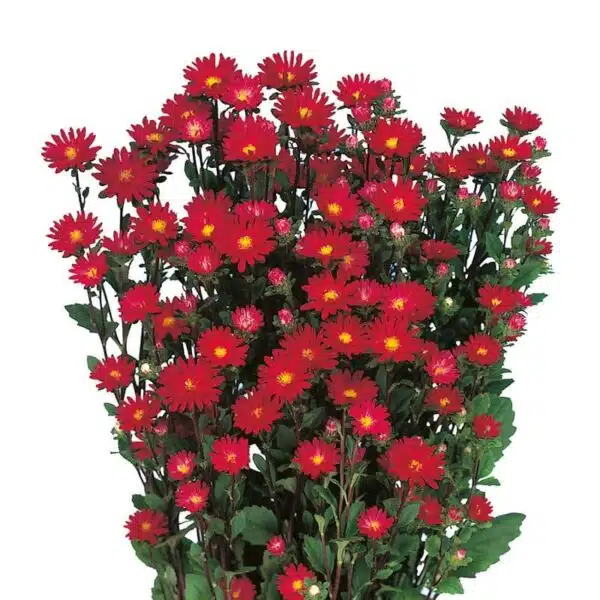 Callistephus chinensis (Aster) Serenade Red