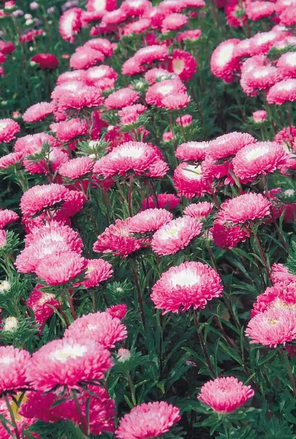 Калістэфус кітайскі (Aster) Стандзі Кармін-Белы - Малюнак 4