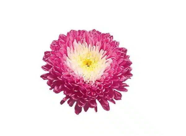 Калістэфус кітайскі (Aster) Стандзі Кармін-Белы - Выява 3