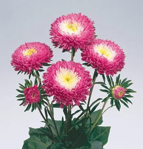 Callistephus chinensis (Астра) Стэндзі Кармін і Белы