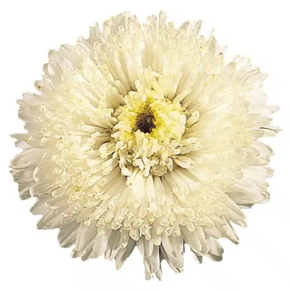 Callistephus chinensis (Aster) Standy Creamy White - Afbeelding 2