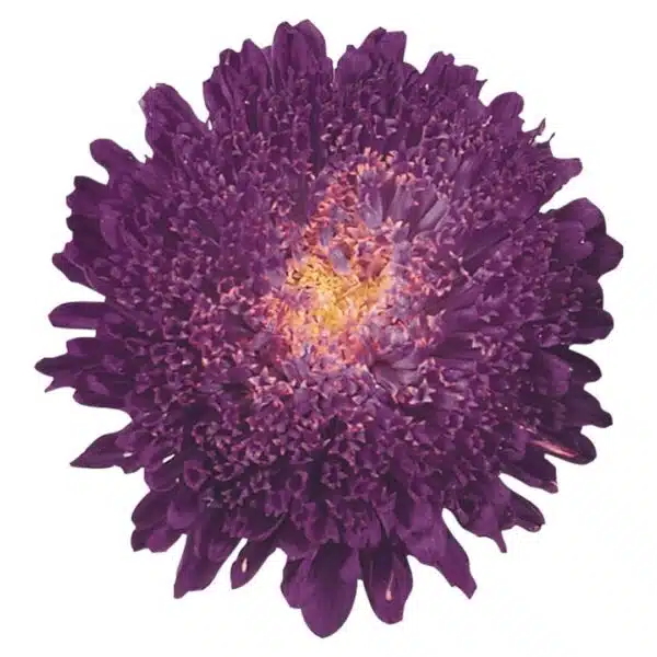 Callistephus chinensis (Aster) Standy Deep Blue - Afbeelding 2