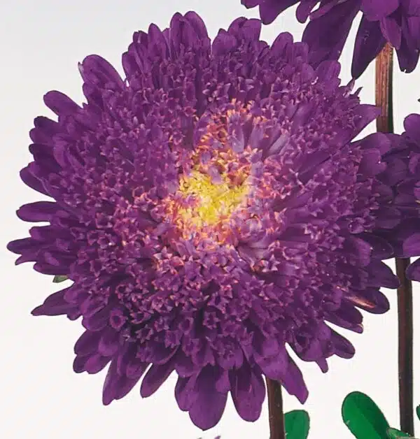 Callistephus chinensis (Aster) Standy Deep Blue - Afbeelding 3