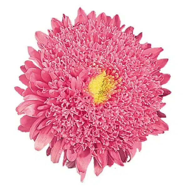 Callistephus chinensis (Aster) Standy Salmon Pink - Image 2