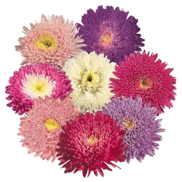 Callistephus chinensis (Aster) Standy mixture - Afbeelding 3