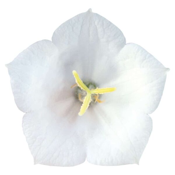 Campanula carpatica Clips White - Afbeelding 3