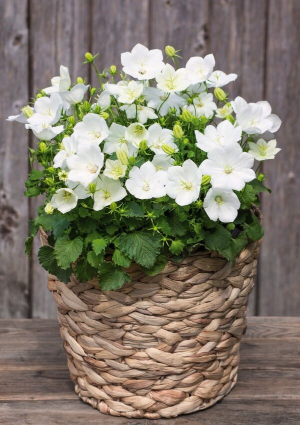 Campanula carpatica Clips White - Afbeelding 4