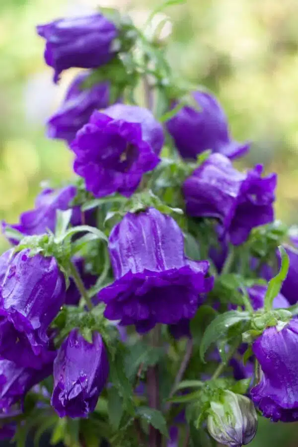 Campanule moyenne simple bleu foncé