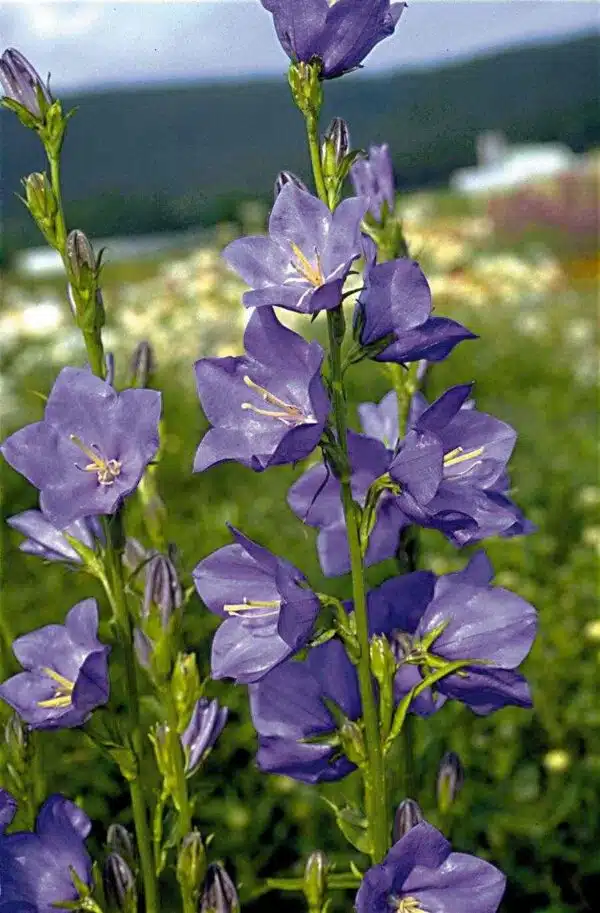 Campanula persicifolia Blue - малюнак 3