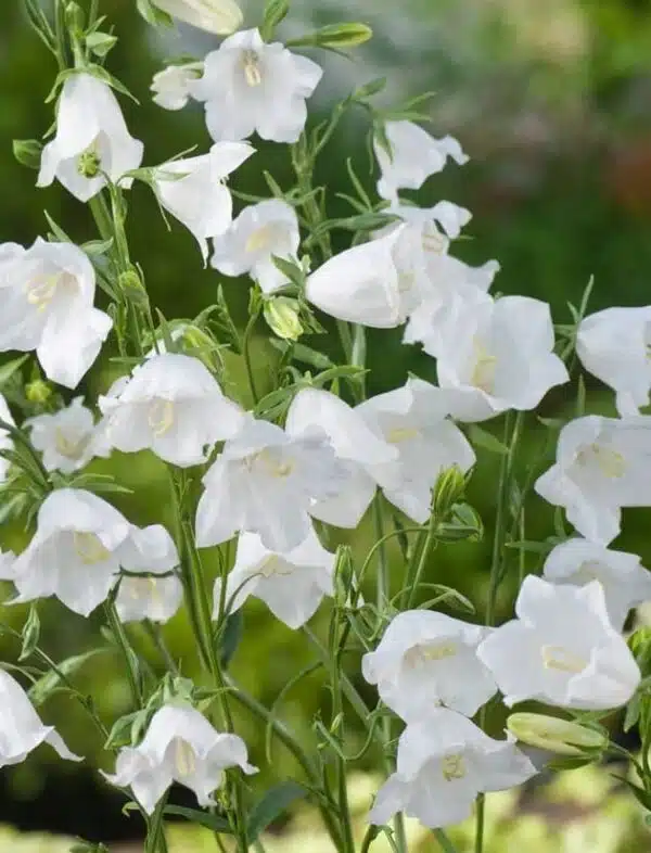 Campanula persicifolia Blanca