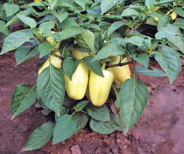 Capsicum annuum (Paprika) Amy
