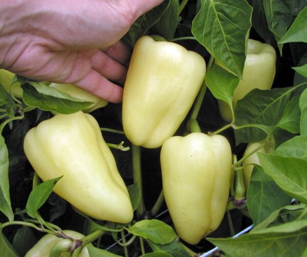 Capsicum annuum (Paprika) Amyka